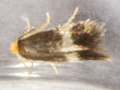 Stigmella microtheriella